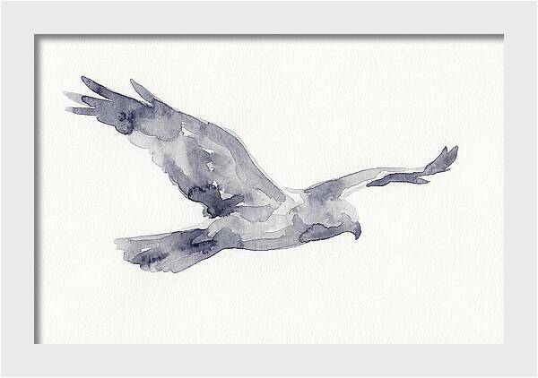 Soaring Harrier In Watercolor
