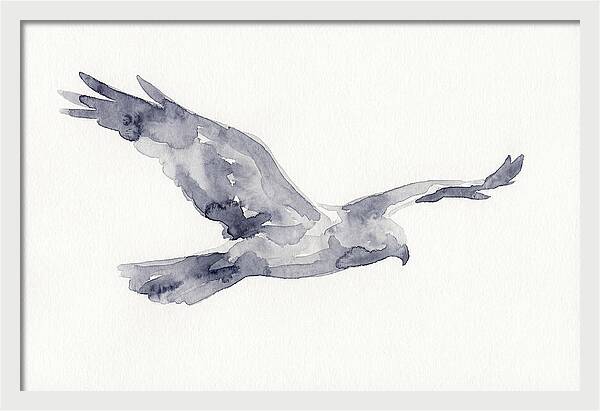 Soaring Harrier In Watercolor