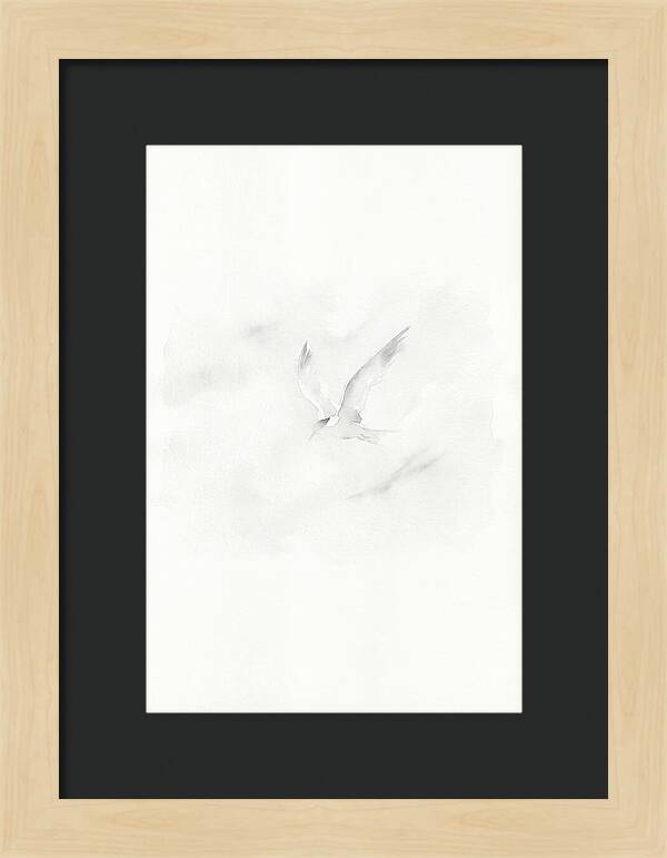 Soaring Tern In Minimalist Style