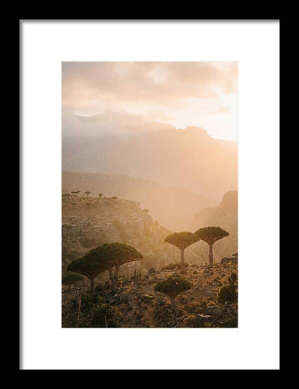 Socotra Trees At Dusk
