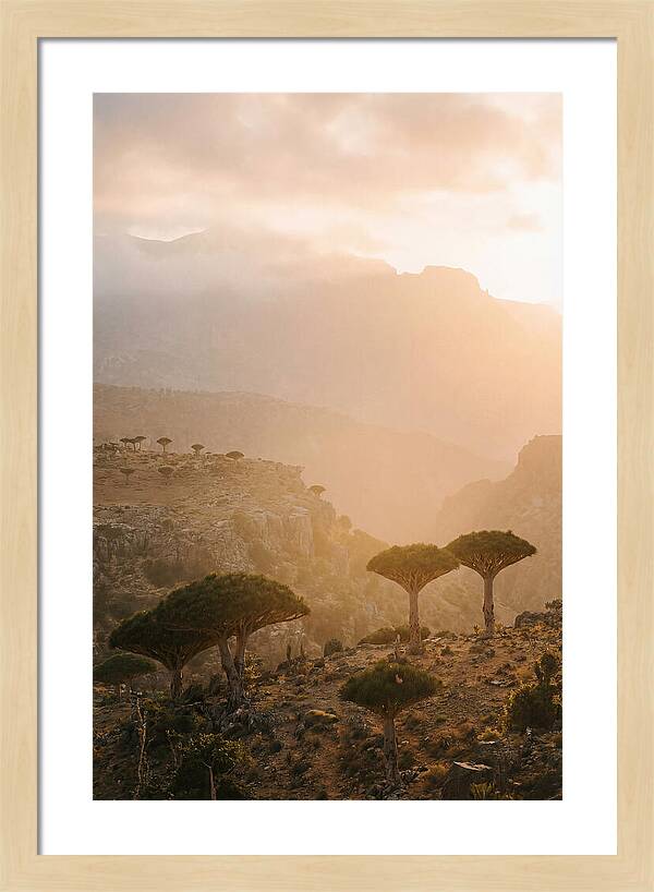 Socotra Trees At Dusk