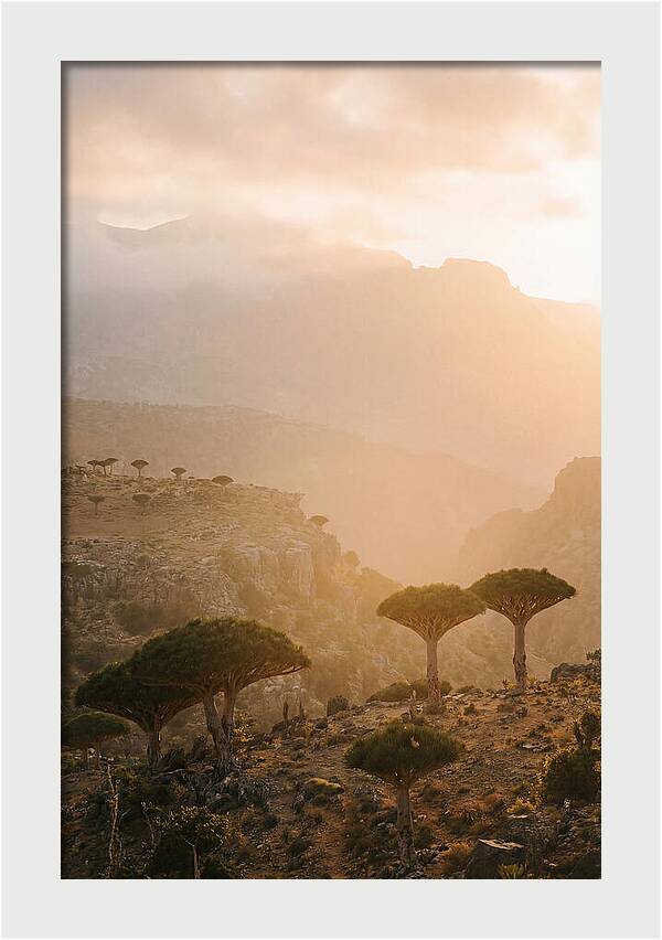 Socotra Trees At Dusk