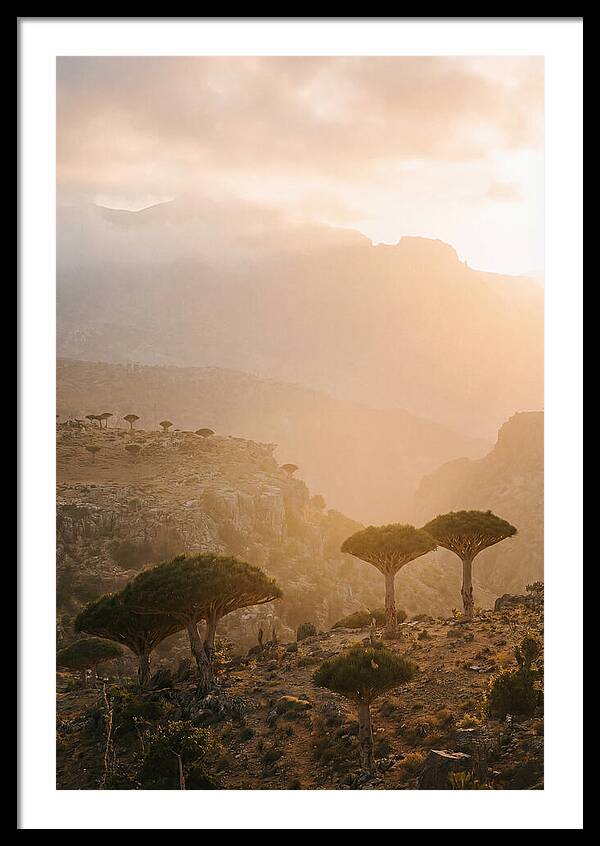 Socotra Trees At Dusk