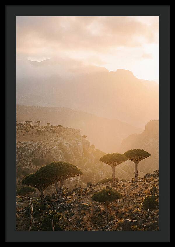 Socotra Trees At Dusk