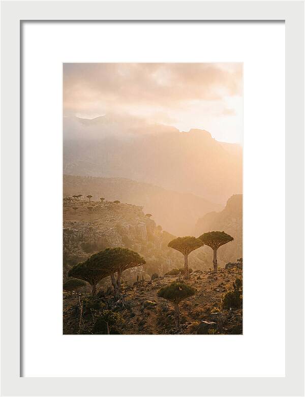 Socotra Trees At Dusk
