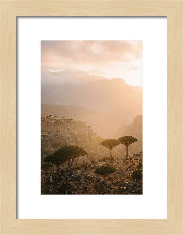 Socotra Trees At Dusk