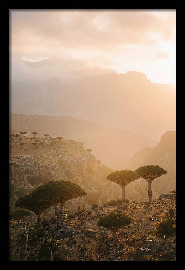 Socotra Trees At Dusk