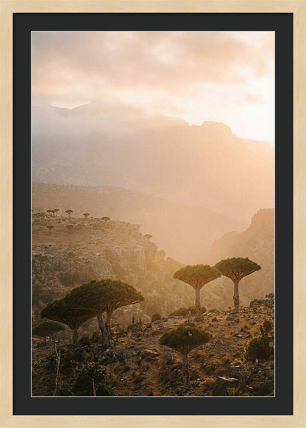 Socotra Trees At Dusk