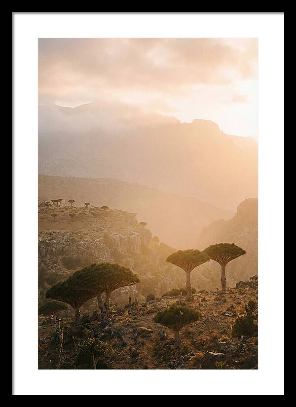 Socotra Trees At Dusk