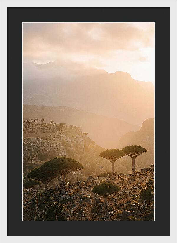 Socotra Trees At Dusk