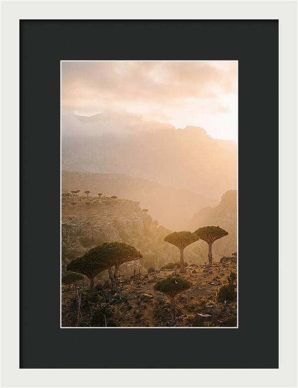 Socotra Trees At Dusk