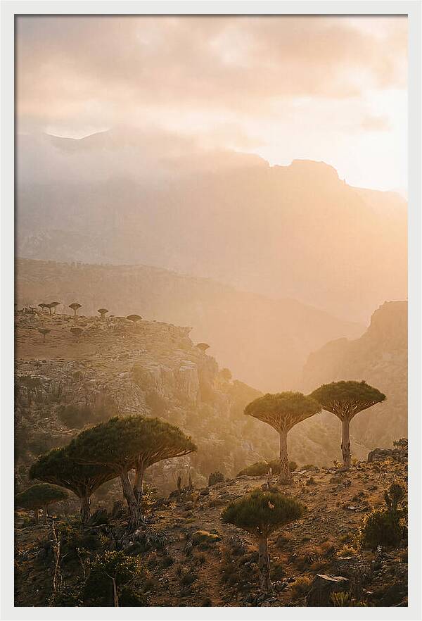 Socotra Trees At Dusk