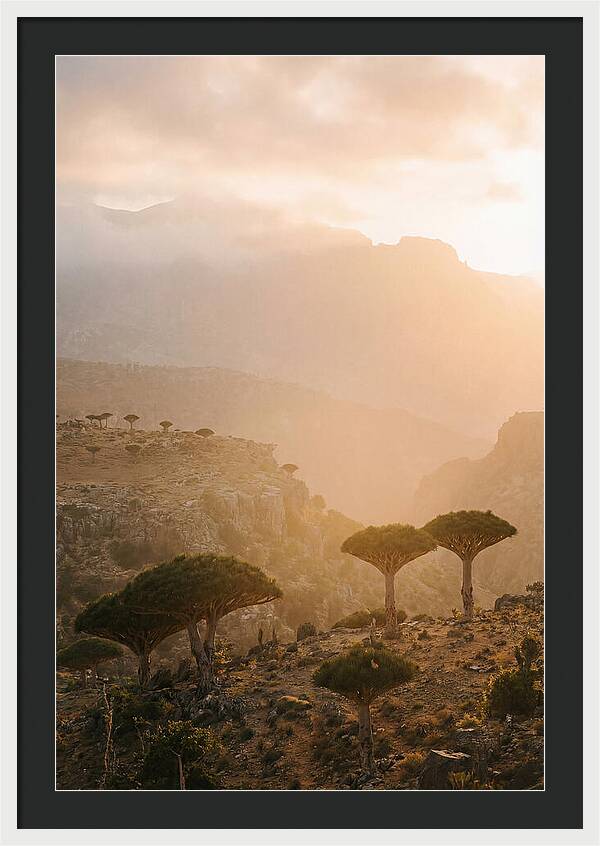 Socotra Trees At Dusk