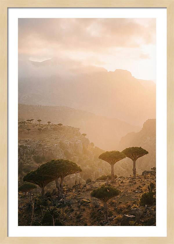 Socotra Trees At Dusk