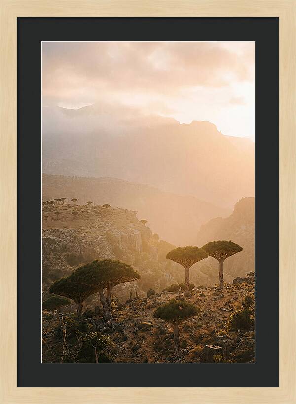 Socotra Trees At Dusk