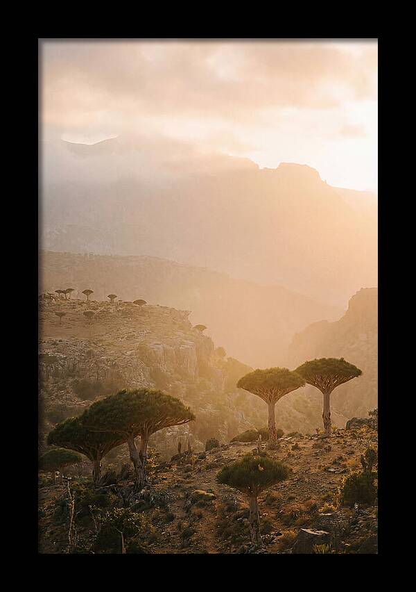Socotra Trees At Dusk