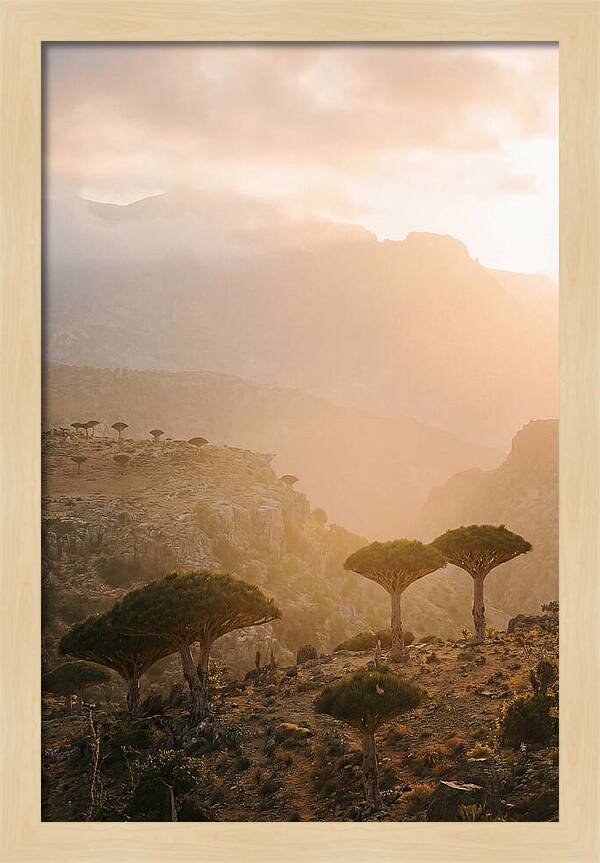 Socotra Trees At Dusk