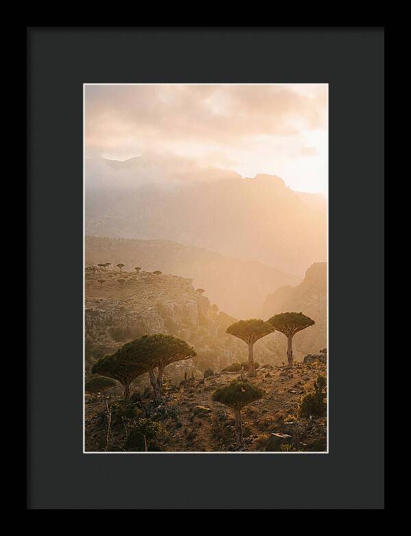 Socotra Trees At Dusk