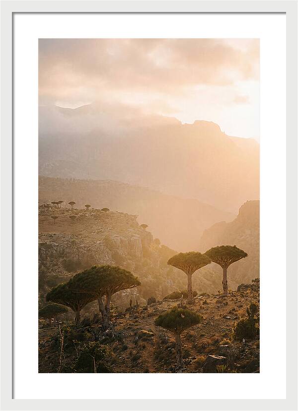 Socotra Trees At Dusk