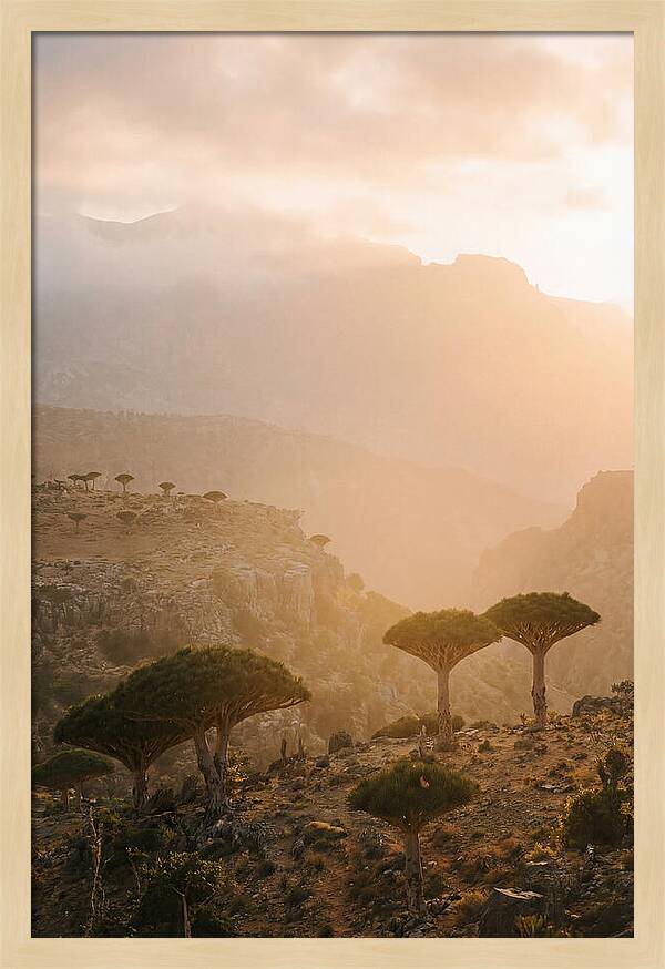 Socotra Trees At Dusk