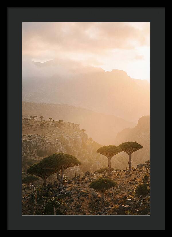 Socotra Trees At Dusk
