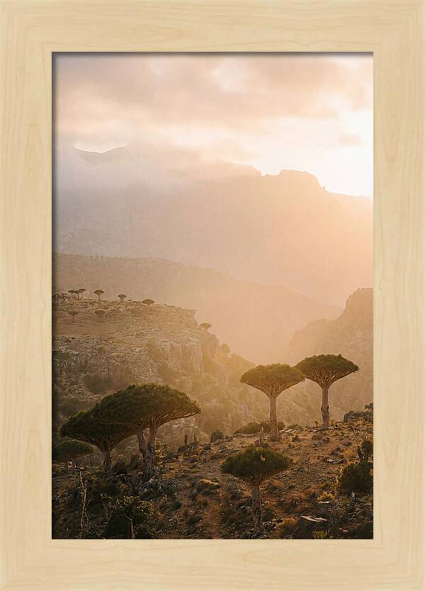 Socotra Trees At Dusk