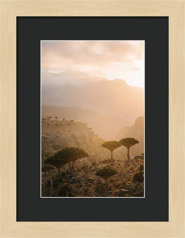 Socotra Trees At Dusk