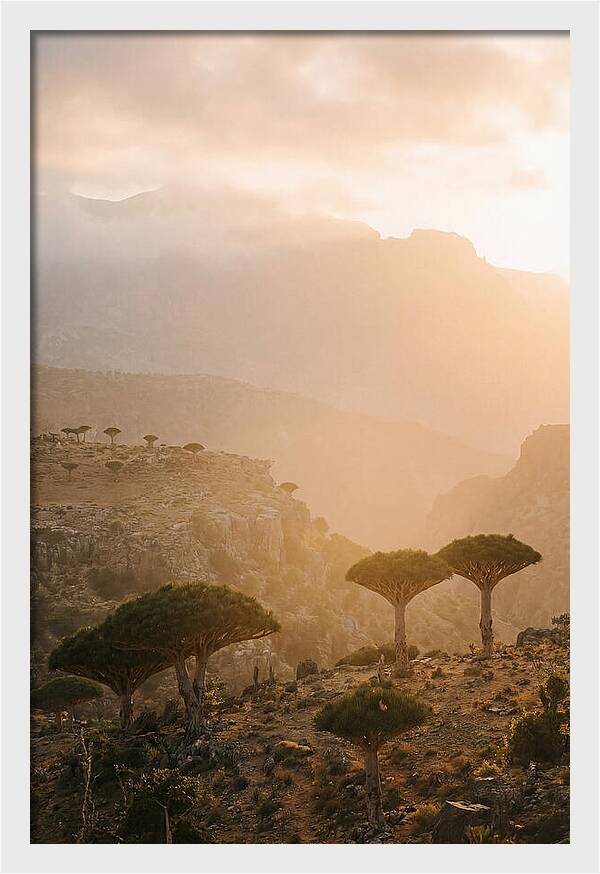 Socotra Trees At Dusk