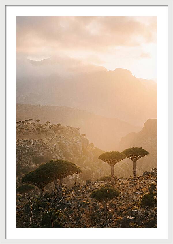 Socotra Trees At Dusk