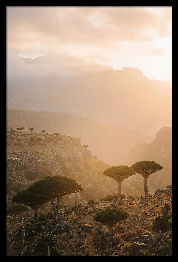 Socotra Trees At Dusk