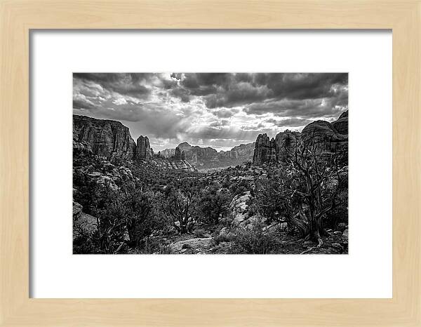 Socotra Trees Landscape Vista