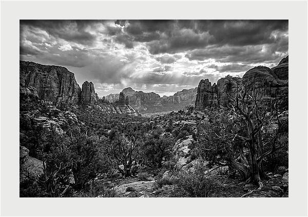 Socotra Trees Landscape Vista