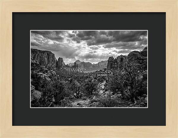 Socotra Trees Landscape Vista