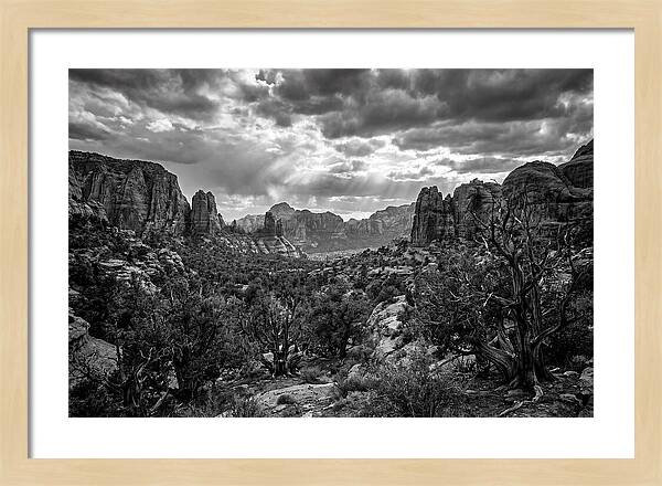 Socotra Trees Landscape Vista