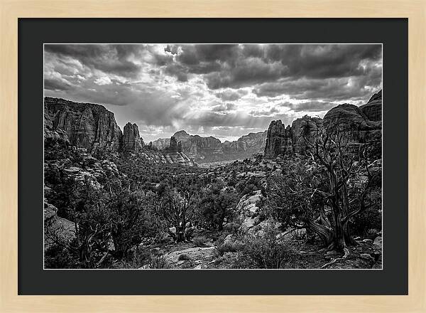 Socotra Trees Landscape Vista