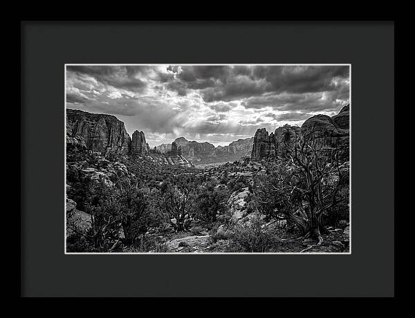Socotra Trees Landscape Vista