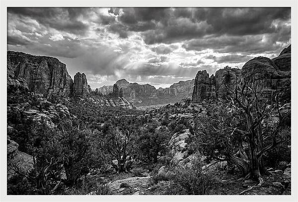 Socotra Trees Landscape Vista
