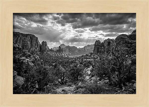 Socotra Trees Landscape Vista