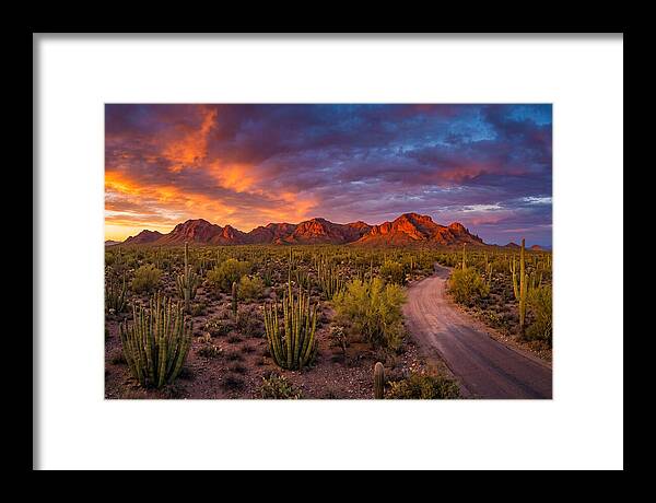 Sonoran Desert Serenity