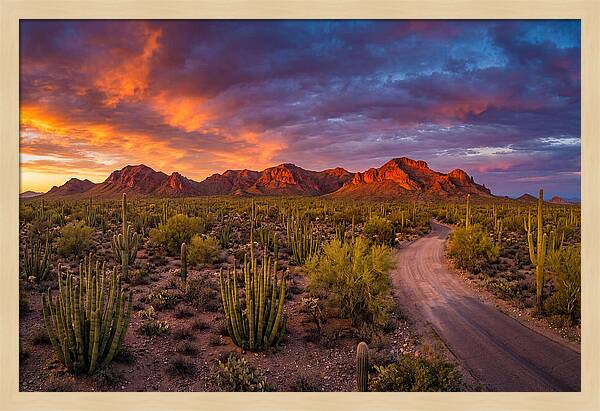 Sonoran Desert Serenity