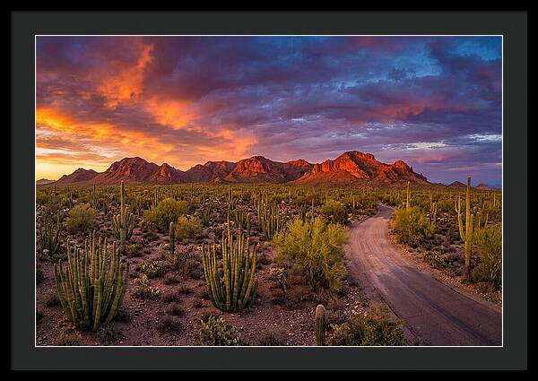 Sonoran Desert Serenity