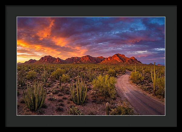 Sonoran Desert Serenity