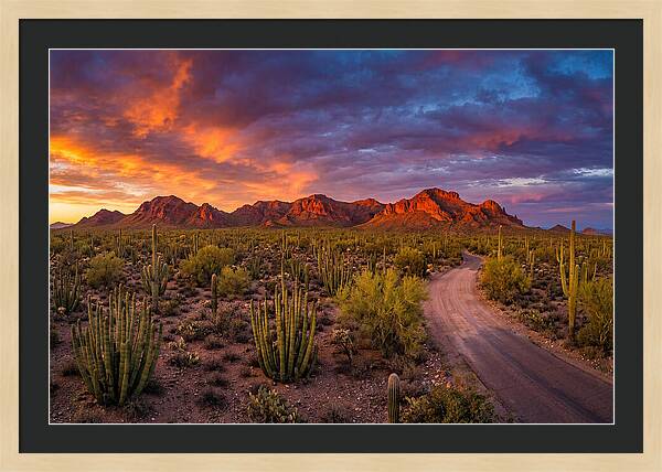 Sonoran Desert Serenity