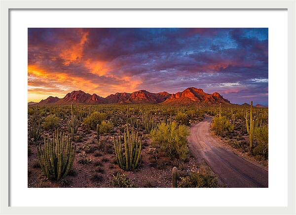 Sonoran Desert Serenity