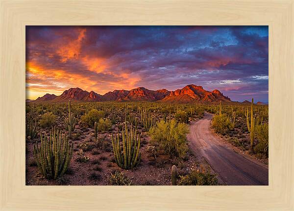 Sonoran Desert Serenity