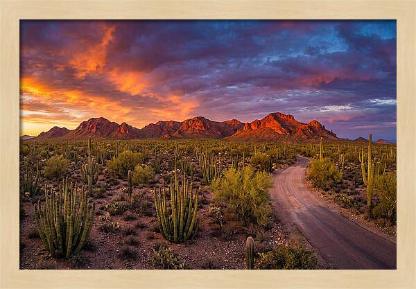 Sonoran Desert Serenity