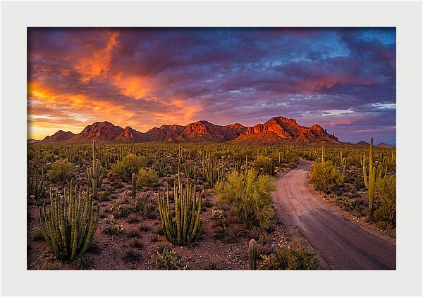 Sonoran Desert Serenity