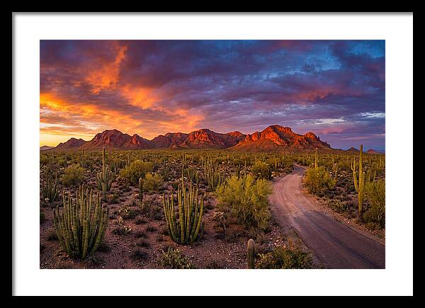 Sonoran Desert Serenity