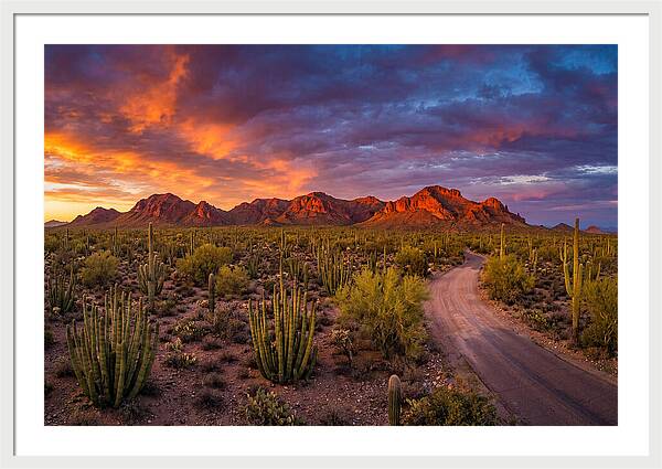 Sonoran Desert Serenity