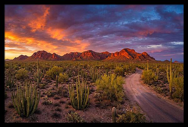 Sonoran Desert Serenity